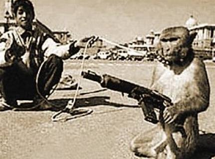 Talibanci cvi opice-zabijky.
